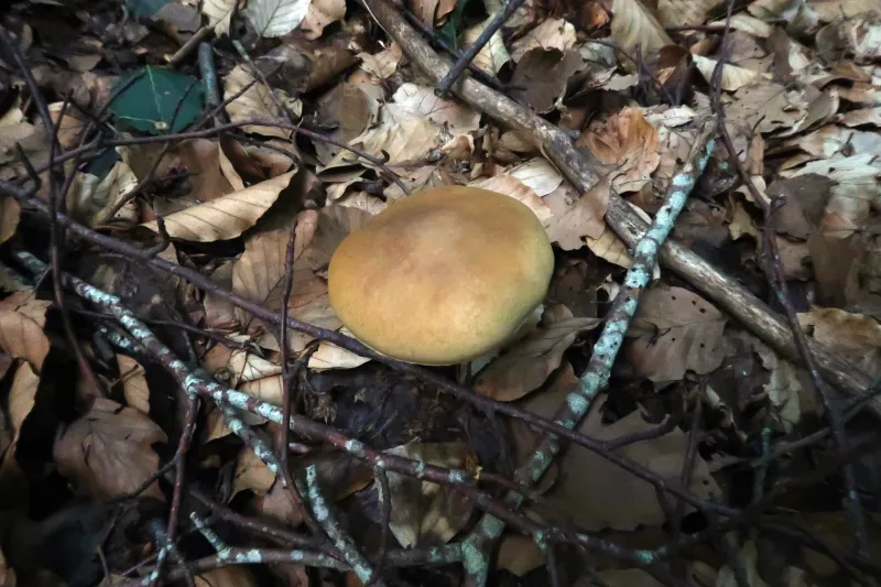 Agrocybe praecox 1 - IMG_5142